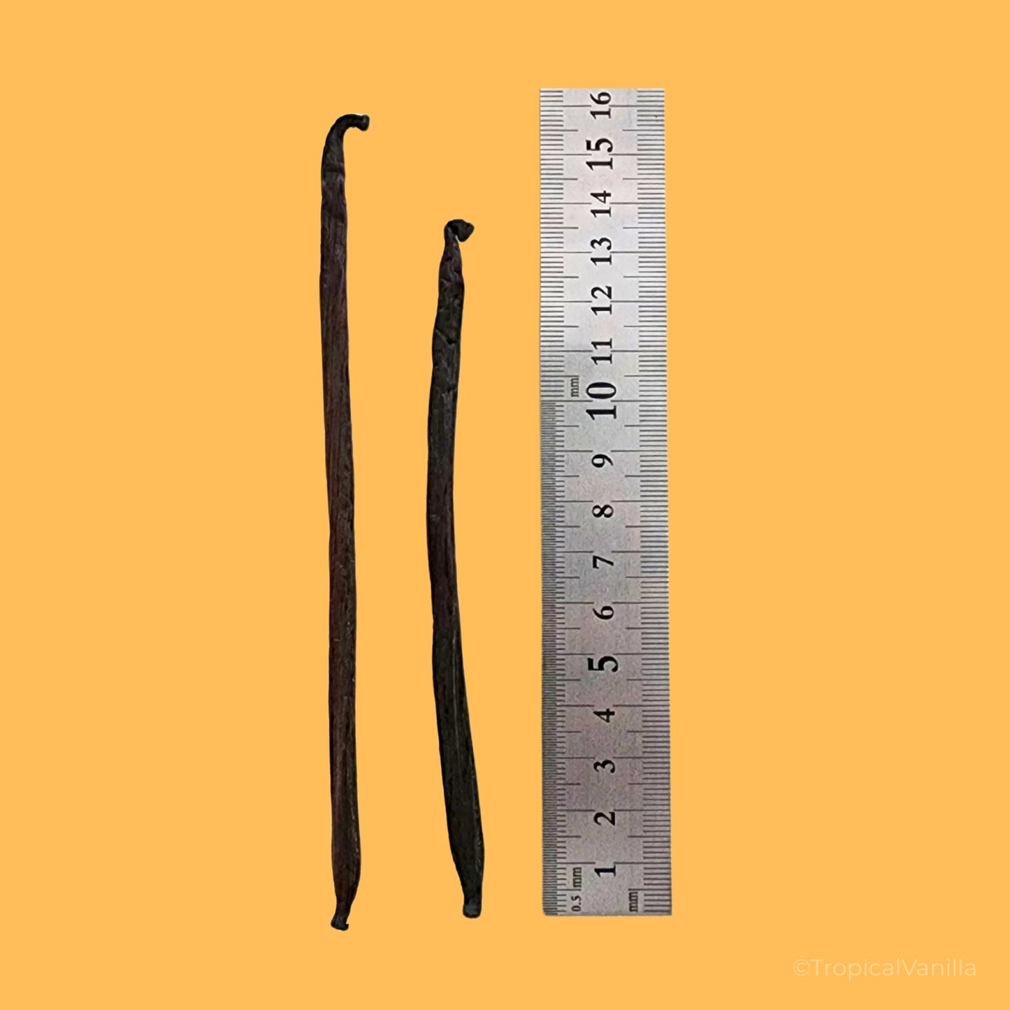 Two vanilla beans next to a ruler on a yellow background