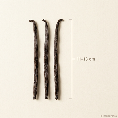 Madagascar vanilla bean size guide showing the 11–13 cm length range