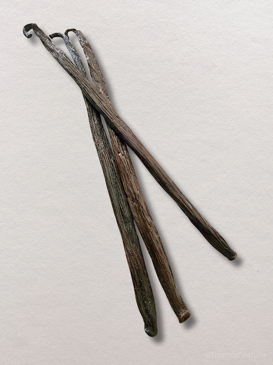 Three vanilla beans on a light gray background